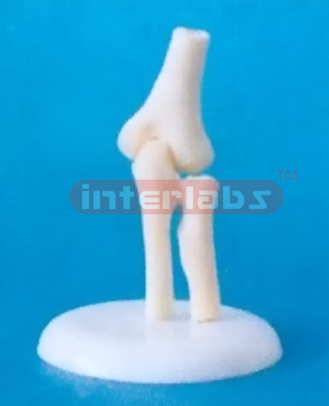 LITTLE ELBOW JOINT MODEL